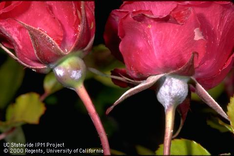 Blossom damaged by powdery mildew.