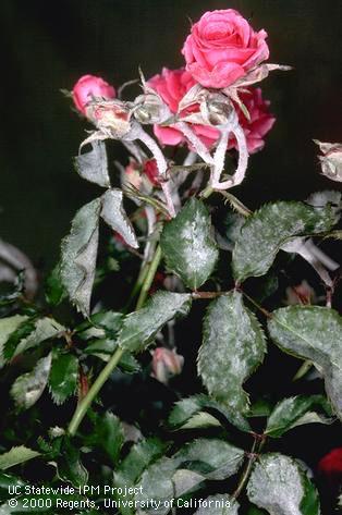 Powdery mildew, Sphaerotheca pannosa, on rose.