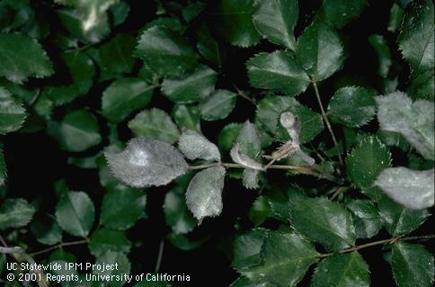 Foliage damaged by powdery mildew.