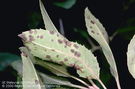 Foliage damaged by Toyon scab.