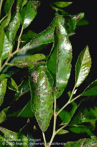 Black leaf spots caused by Chinese elm anthracnose.