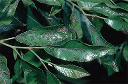 Chinese elm anthracnose, or black leaf spots