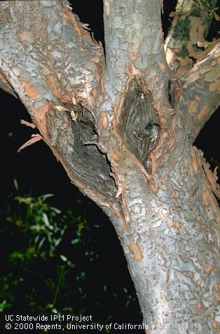 Large cankers of Chinese elm anthracnose, <i>Stegophora ulmea</i>, at the base of limbs. The cankers may grow and girdle and kill the limbs.