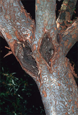 Chinese elm anthracnose trunk cankers