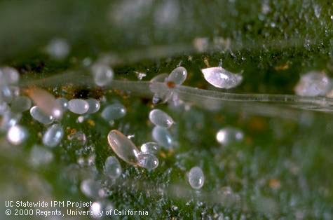 Oblong, pale brownish adults and colorless eggs of cyclamen mite,<i>Phytonemus</i> (=<i>Steneotarsonemus</i>) <i>pallidus</i>.