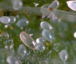 Cyclamen mite adult and eggs