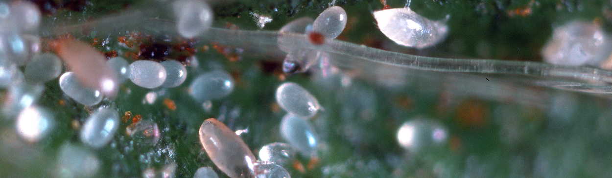 Cyclamen mites and eggs.