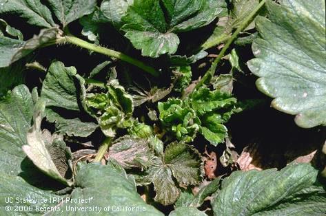 Strawberry leaves stunted and distorted from feeding of cyclamen mite, <i>Phytonemus pallidus</i>.