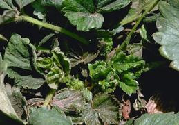 Mite-infested plants develop distorted leaves