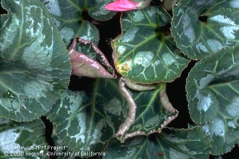 Leaf cupping and thickening from feeding by cyclamen mite, <i>Phytonemus pallidus</i>.