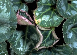 Leaf distortion from feeding of cyclamen mite.