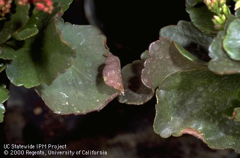 Curled, necrotic (brown) leaf margins from feeding by cyclamen mite, <i>Phytonemus pallidus</i>.