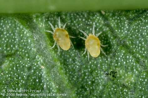 Adult predaceous mites.