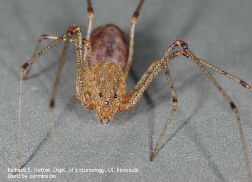 Adult spitting spider, <i>Scytodes</i> sp.