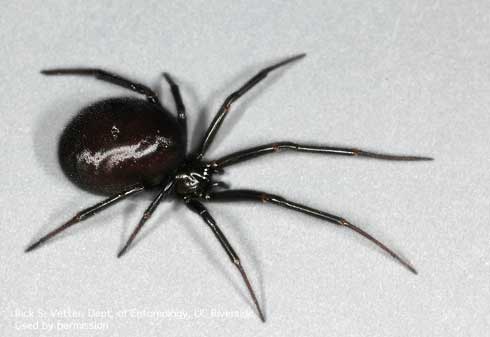 Adult female false black widow spider, Steatoda grossa.