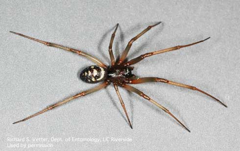 Adult male false black widow spider, <i>Steatoda grossa</i>.