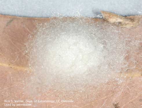 Egg sac of the false black widow, <i>Steatoda grossa.</i>.