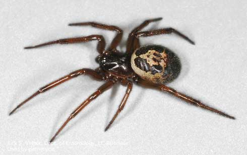 Adult female <i>Steatoda nobilis,</i> a species of false black widow spider.