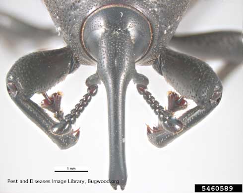 Head and mouthparts of agave weevil, <i>Scyphophorus acupunctatus</i>, close-up. 