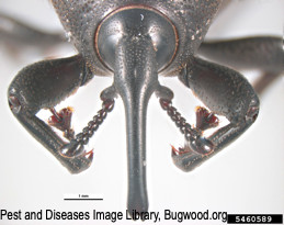 The front legs, head, and mouthparts of agave weevil.