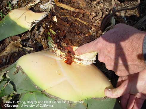 Discolored, decayed plant tissue around a hole chewed by the agave weevil, or Sisal weevil, <i>Scyphophorus acupunctatus,</i> in the base of a foxtail agave.