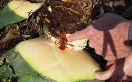 Egg-laying tunnel entrance chewed by adult agave weevil.