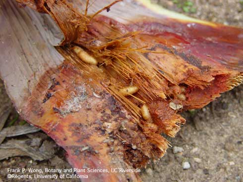 Larvae of the agave weevil, or Sisal weevil, <i>Scyphophorus acupunctatus,</i> exposed in the base of a foxtail agave.