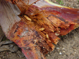 Larvae of agave weevil.