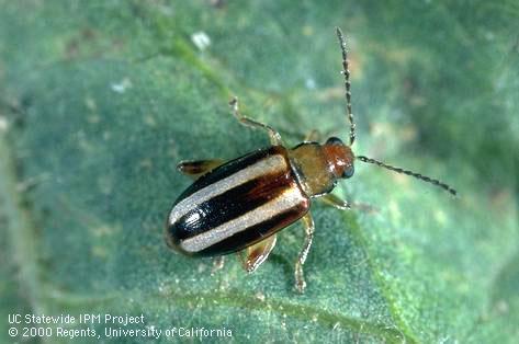 Adult palestriped flea beetle, <i>Systena blanda</i>.