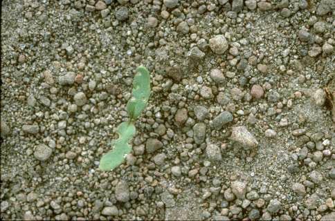 Crop damage by palestriped flea beetle.