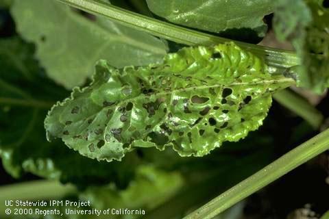 Crop damage by palestriped flea beetle.