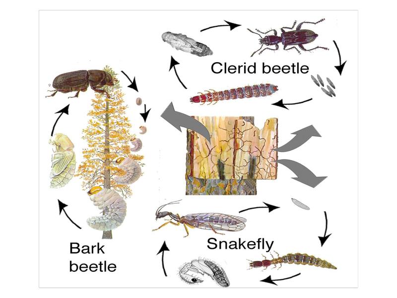 Illustration of three different life cycles. Cross section of tree bark is in the center with multiple galleries. Arrows lead from the cross section to 3 life cycles. The first life cycle is of a bark beetle. An adult blackish to brown oblong hard-bodied beetle is at top of cycle showing a woody tree. Arrow leads to a tiny oval egg. Arrow leads to four C-shaped legless whitish grubs with brown heads, each stage is slightly larger than the previous. Arrow leads from grubs to a pale yellow pupa. The pupa leads back to the adult. The second life cycle if of a clerid beetle. The adult is long with a checkered pattern. An arrow leads to long, slender grayish eggs. From the eggs, an arrow leads to an elongated and wormlike larva and then leading to a grayish elongated pupa. The third life cycle is of a snakefly. The adult has a long slender body with a long neck and transparent wings with prominent veins. An arrow leads to an oval gray egg and then another arrow leads to a long and flattened larva with a reddish coloration and 3 pairs of legs. An arrow leads to a pupa which resembles an adult with short wing pads. Credit: Adapted from R. Kliefoth. 1973. Western Pine Beetle: Life Cycle, Chemical Communication, and Predators. Boyce Thompson Institute for Plant Research, Southern Forest Research Institute, Jasper, TX. Snakefly pupa from R. S. Woglum and E. A. McGregor. 1959. Observations on the life history and morphology of Agulla bractea Carpenter (Neuroptera: Raphidiodea: Raphidiidae). Ann. Ent. Soc. Am. 52:129-141.