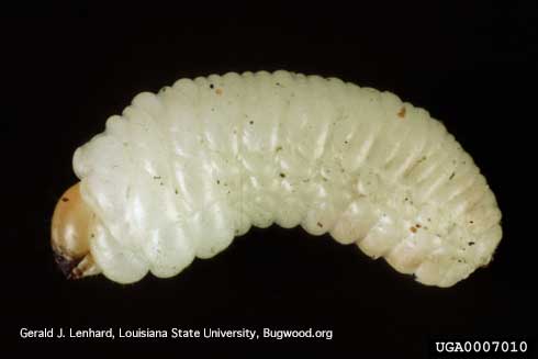 Larva of a bark beetle (Scolytinae).