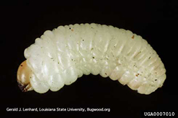 Larva of a Scolytus species bark beetle.