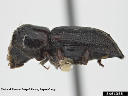 Adult lead cable borer, <i>Scobicia declivis</i>.