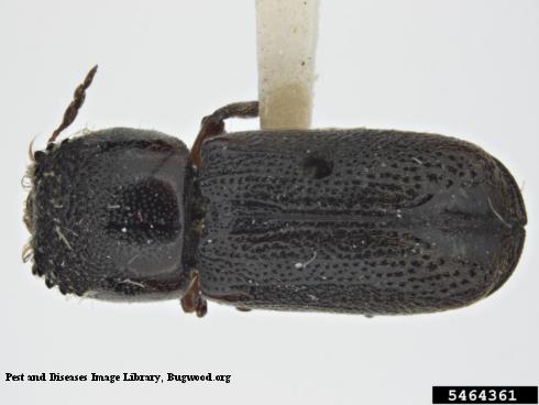 Adult lead cable borer, <i>Scobicia declivis</i>.