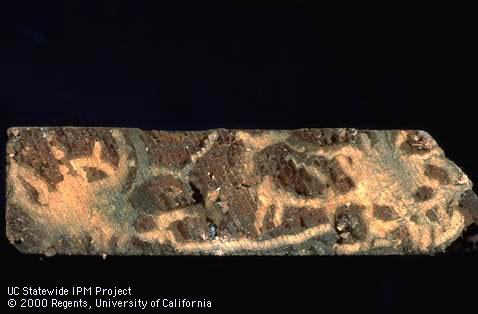 Tunneling damage to dead redwood caused by larvae of leadcable borer, <i>Scobicia declivis</i>.