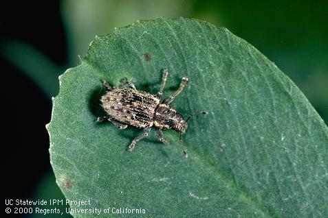 Adult clover root curculio.