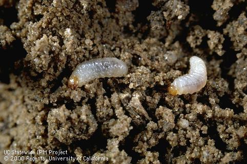 Larva of clover root curculio.