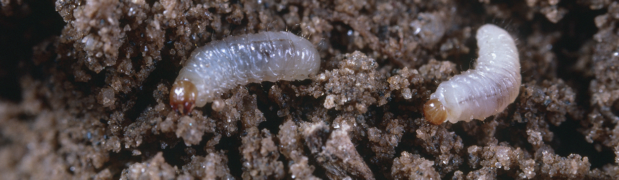 Larvae of clover root curculio weevil.