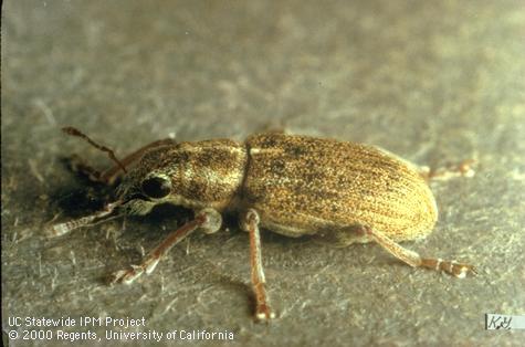 Pea leaf weevil adult.