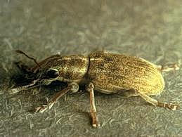 Pea leaf weevil adult