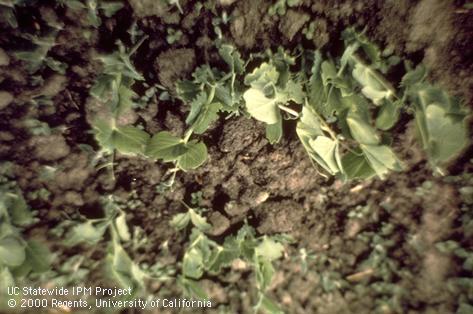 Pea leaf weevil adult feeding on pea leaf edges.