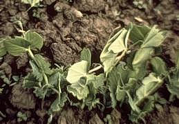 Margins of pea plants chewed