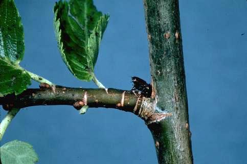 Adult European elm bark beetle, <i>Scolytus multistriatus,</i> feeding at the crotch of an elm twig.