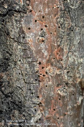 Emergence holes of European elm bark beetle adults.