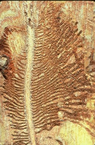 Crop damaged by European elm bark beetle.