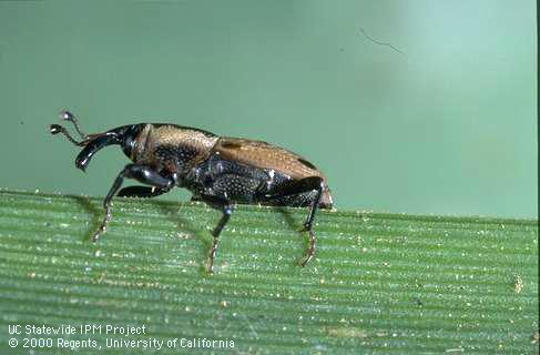 Adult Phoenix or Phoenician billbug.