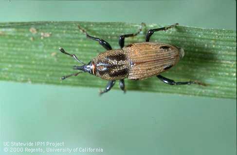 Adult Phoenix or Phoenician billbug.