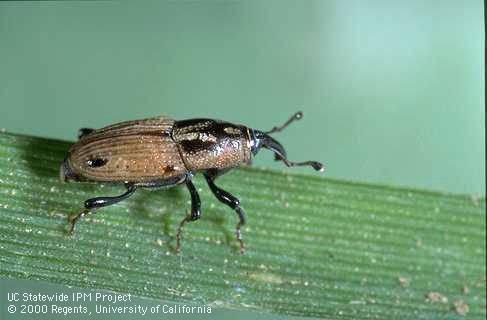 Adult Phoenix or Phoenician billbug.